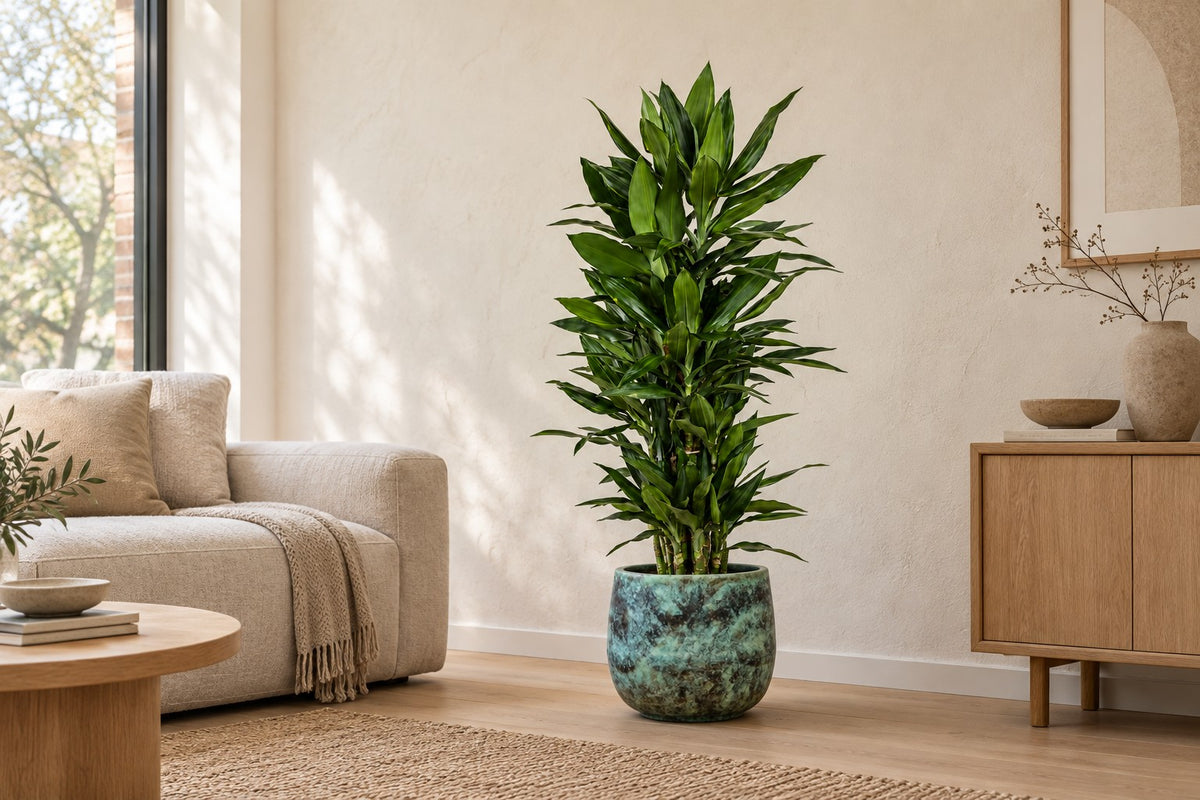 Drakenbloedboom Janet Lind vertakt van 110 cm in sierpot Elisa Mystic Green in een lichte woonkamer