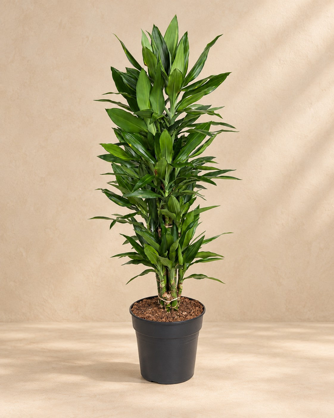 Drakenbloedboom Janet Lind vertakt (Dracaena fragrans 'Janet Lind') van 110 cm hoog in kweekpot van 27 cm