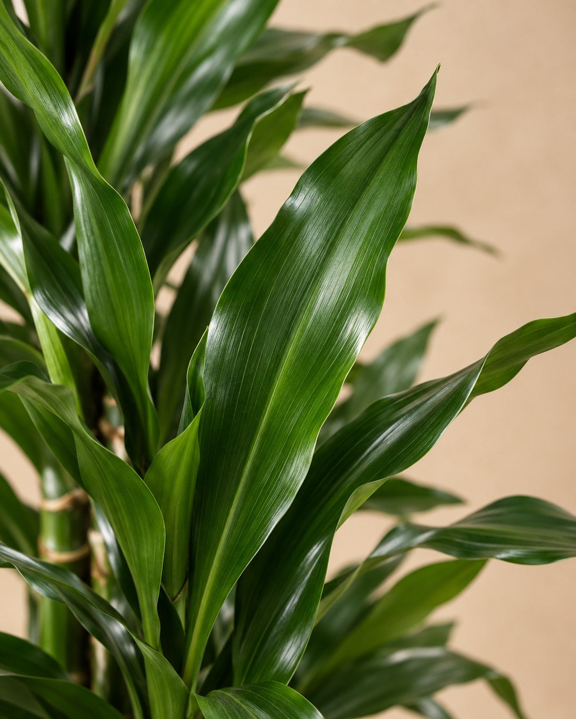 Close-up van het blad van de Drakenbloedboom Janet Lind vertakt (Dracaena fragrans 'Janet Lind')