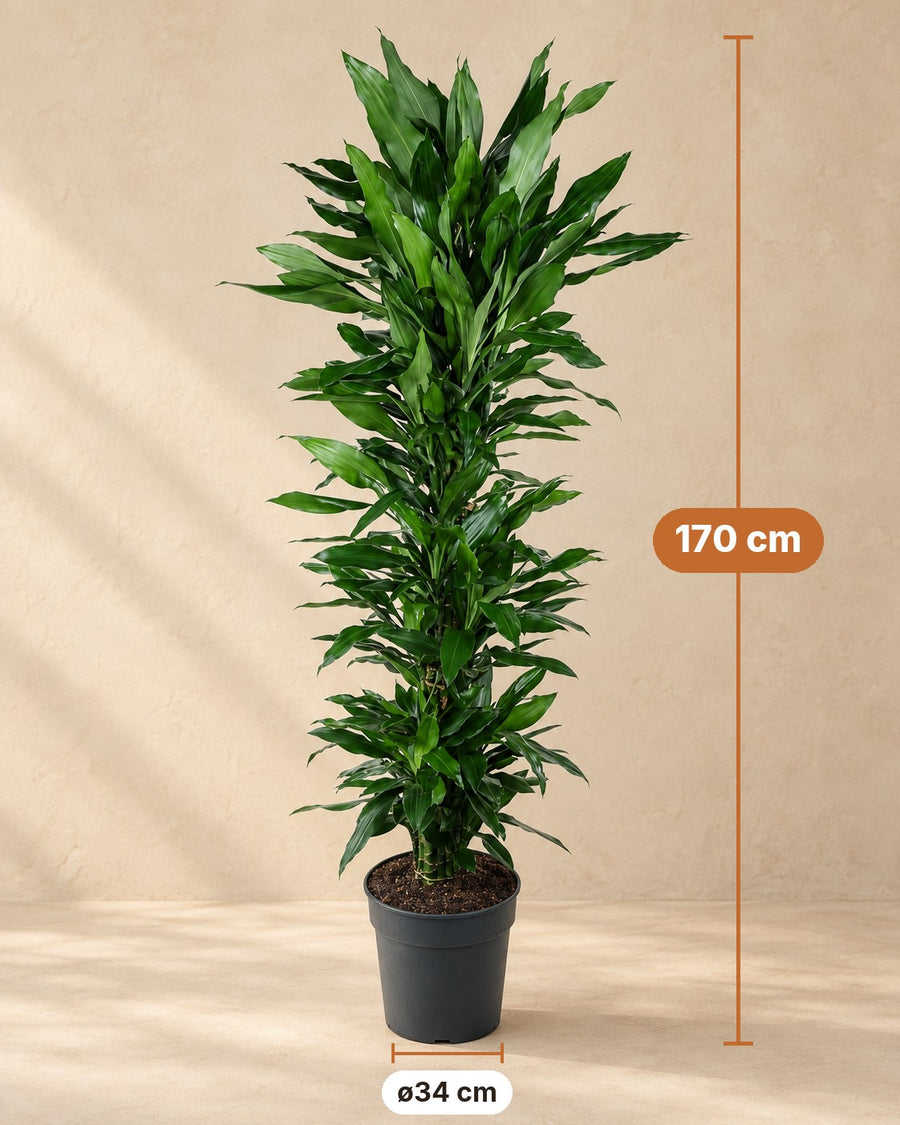 Dragonnier Janet Lind ramifié (Dracaena) 170 cm de haut, pot ø34 cm