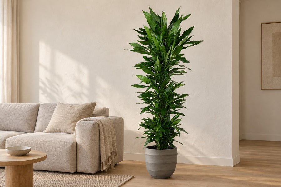 Dragonnier Janet Lind ramifié (Dracaena) 170 cm de haut, pot ø34 cm