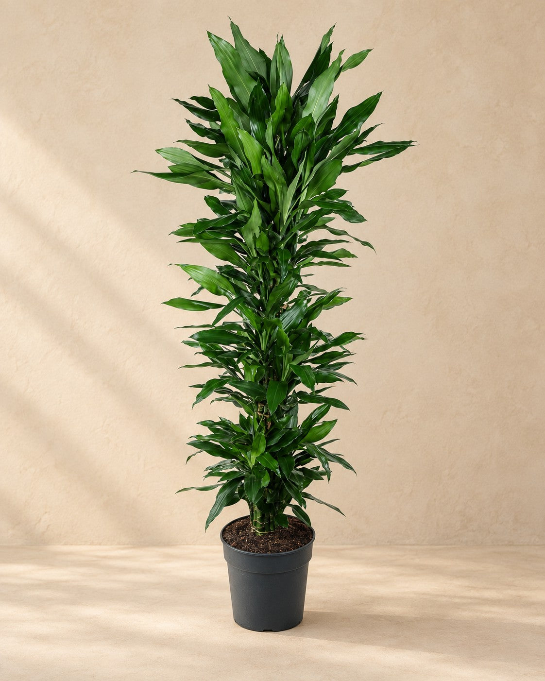 Drakenbloedboom Janet Lind vertakt (Dracaena fragrans 'Janet Lind') van 170 cm hoog in kweekpot van 34 cm