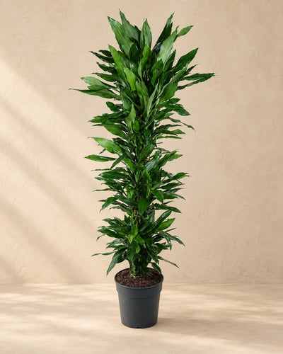 Dragonnier Janet Lind ramifié (Dracaena fragrans 'Janet Lind'), 170 cm de haut en pot de culture de 34 cm