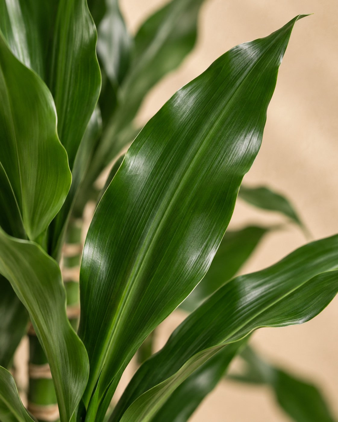 Primo piano delle foglie di Albero del drago Janet Lind XXL (Dracaena fragrans 'Janet Lind')