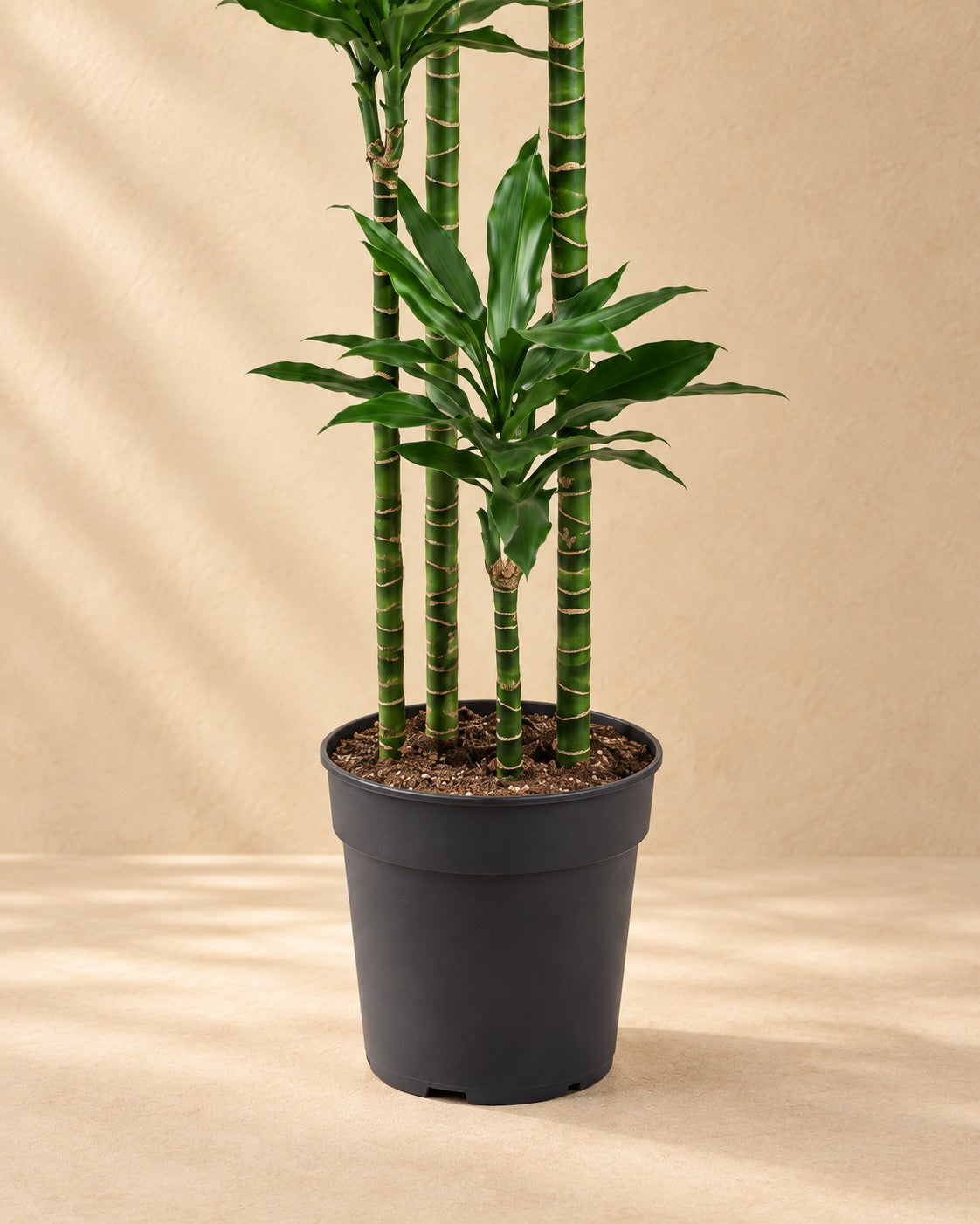 Parte bassa di Albero del drago Janet Lind XXL (Dracaena fragrans 'Janet Lind') con il vaso di coltivazione
