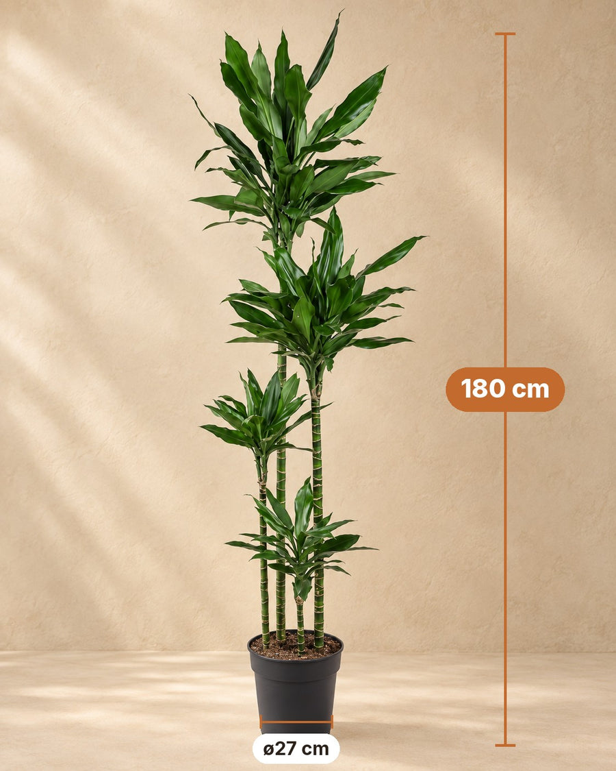 Albero del drago Janet Lind XXL (Dracaena) 180 cm di altezza, vaso ø27 cm