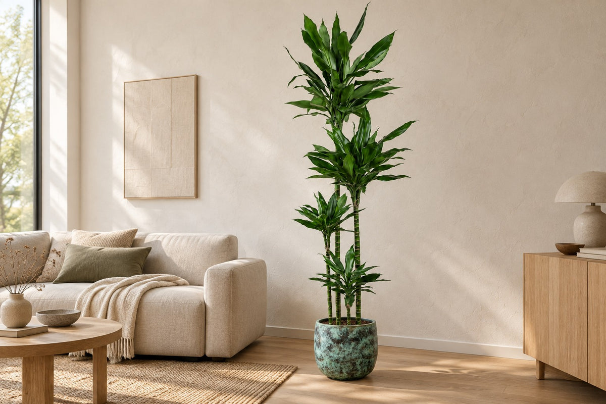 Albero del drago Janet Lind XXL, 180 cm, in vaso Elisa Mystic Green in un soggiorno luminoso
