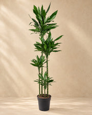Albero del drago Janet Lind XXL (Dracaena fragrans 'Janet Lind'), alta 180 cm in vaso di coltivazione da 27 cm