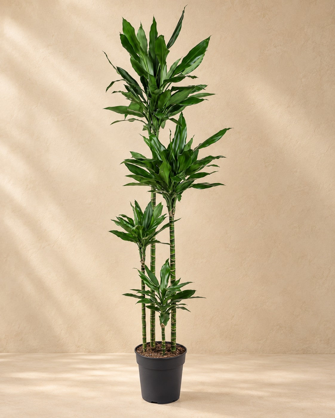 Albero del drago Janet Lind XXL (Dracaena fragrans 'Janet Lind'), alta 180 cm in vaso di coltivazione da 27 cm