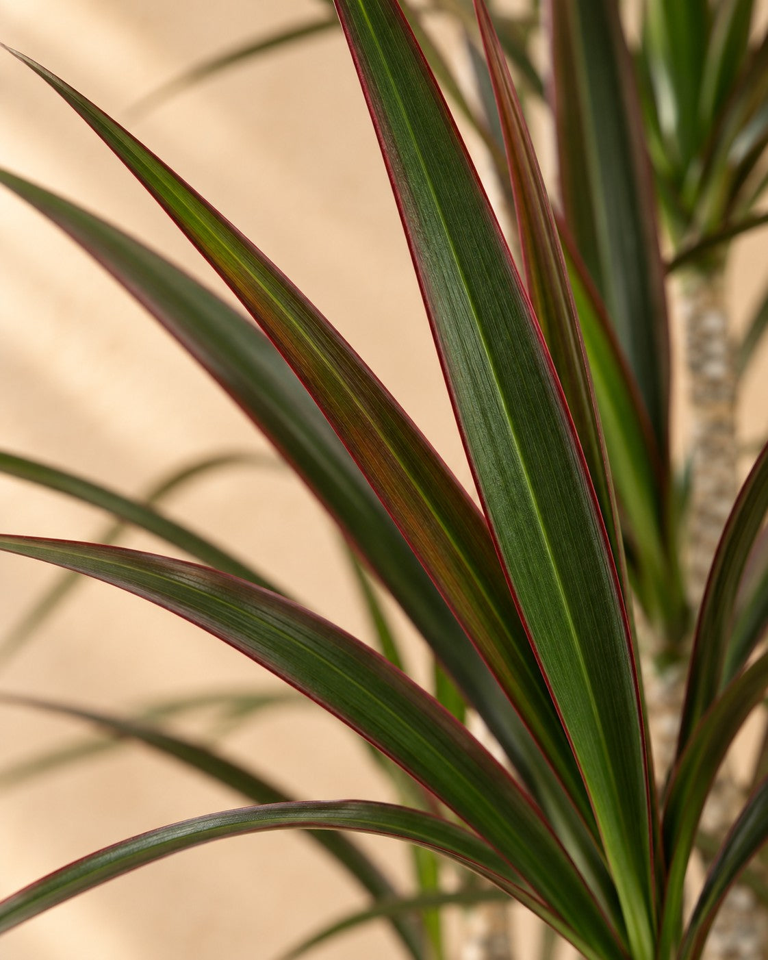 Nærbillede af bladene på Dragetræ Magenta Carrousel (Dracaena marginata 'Magenta')