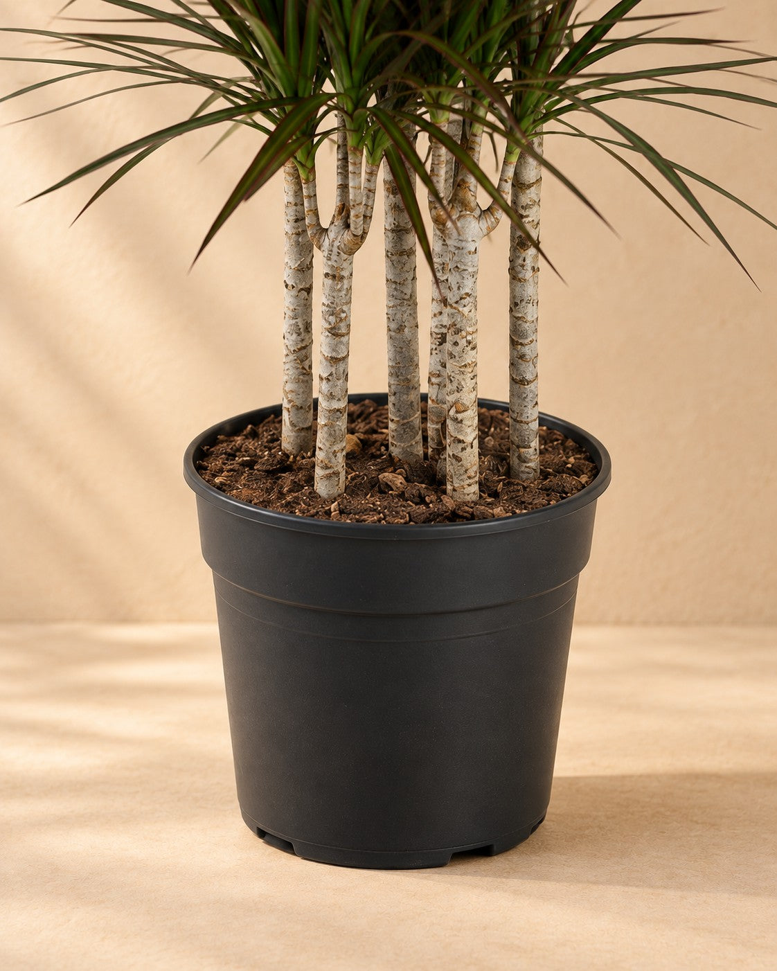 Unterer Teil der Drachenbaum Magenta Carrousel (Dracaena marginata 'Magenta') mit dem Anzuchttopf