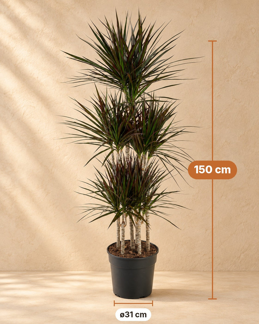 Drachenbaum Magenta Carrousel (Dracaena) 150 cm hoch, Topf ø31 cm