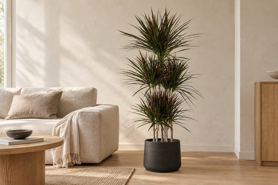 Drachenbaum Magenta Carrousel (Dracaena) 150 cm hoch, Topf ø31 cm