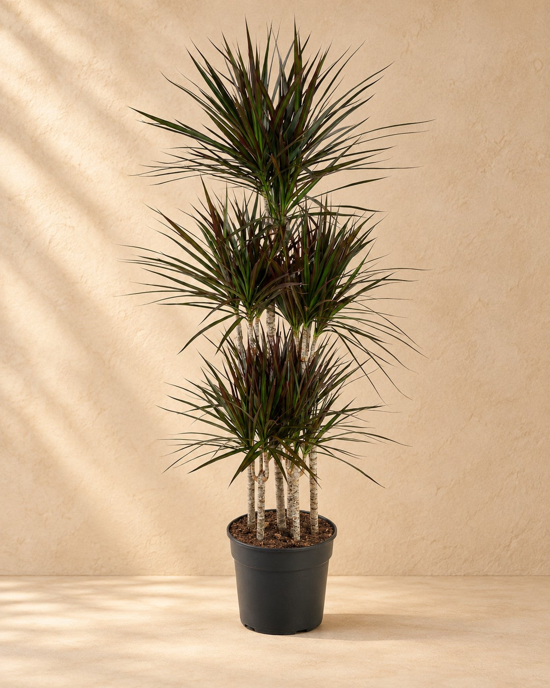 Dragetræ Magenta Carrousel (Dracaena marginata 'Magenta'), 150 cm høj i en 31 cm dyrkningspotte