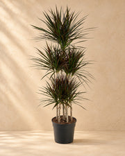 Drachenbaum Magenta Carrousel (Dracaena marginata 'Magenta'), 150 cm hoch im Anzuchttopf von 31 cm