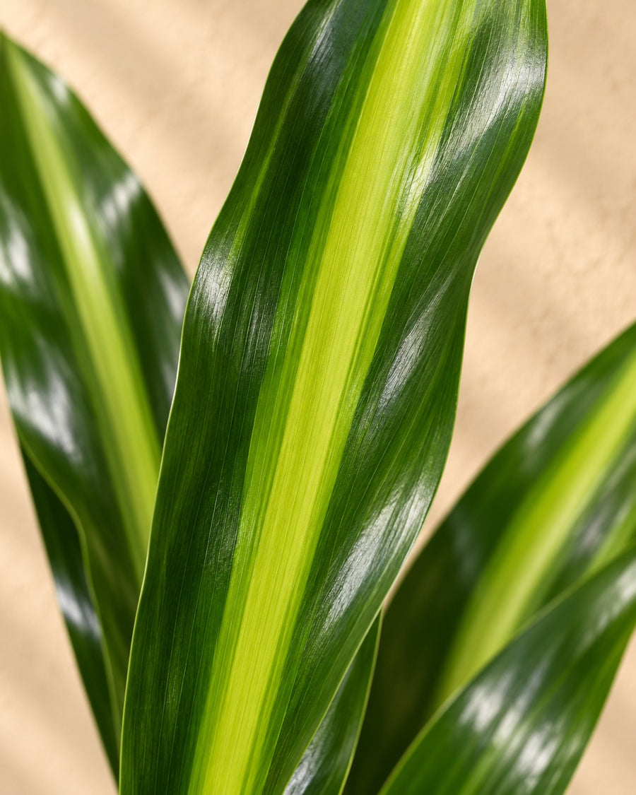 Dragetræ (Dracaena fragrans 'Cintho') 200 cm høj, potte ø27 cm