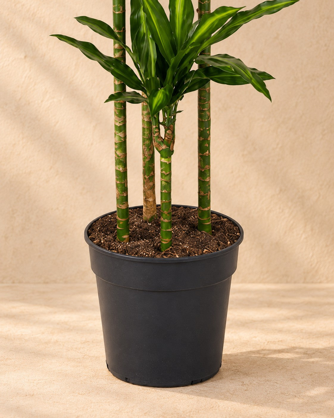 Nederste del af Dragetræ (Dracaena fragrans 'Cintho') med dyrkningspotten