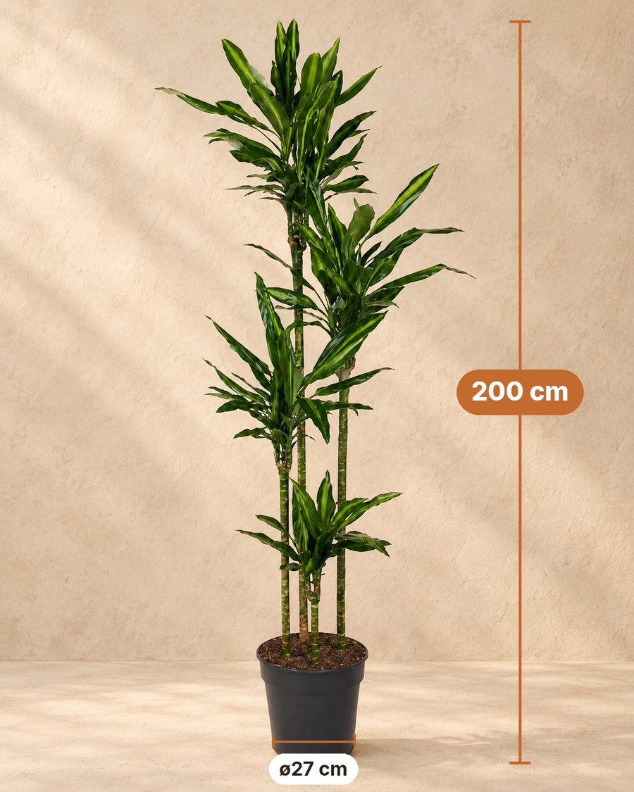 Dragetræ (Dracaena fragrans 'Cintho') 200 cm høj, potte ø27 cm