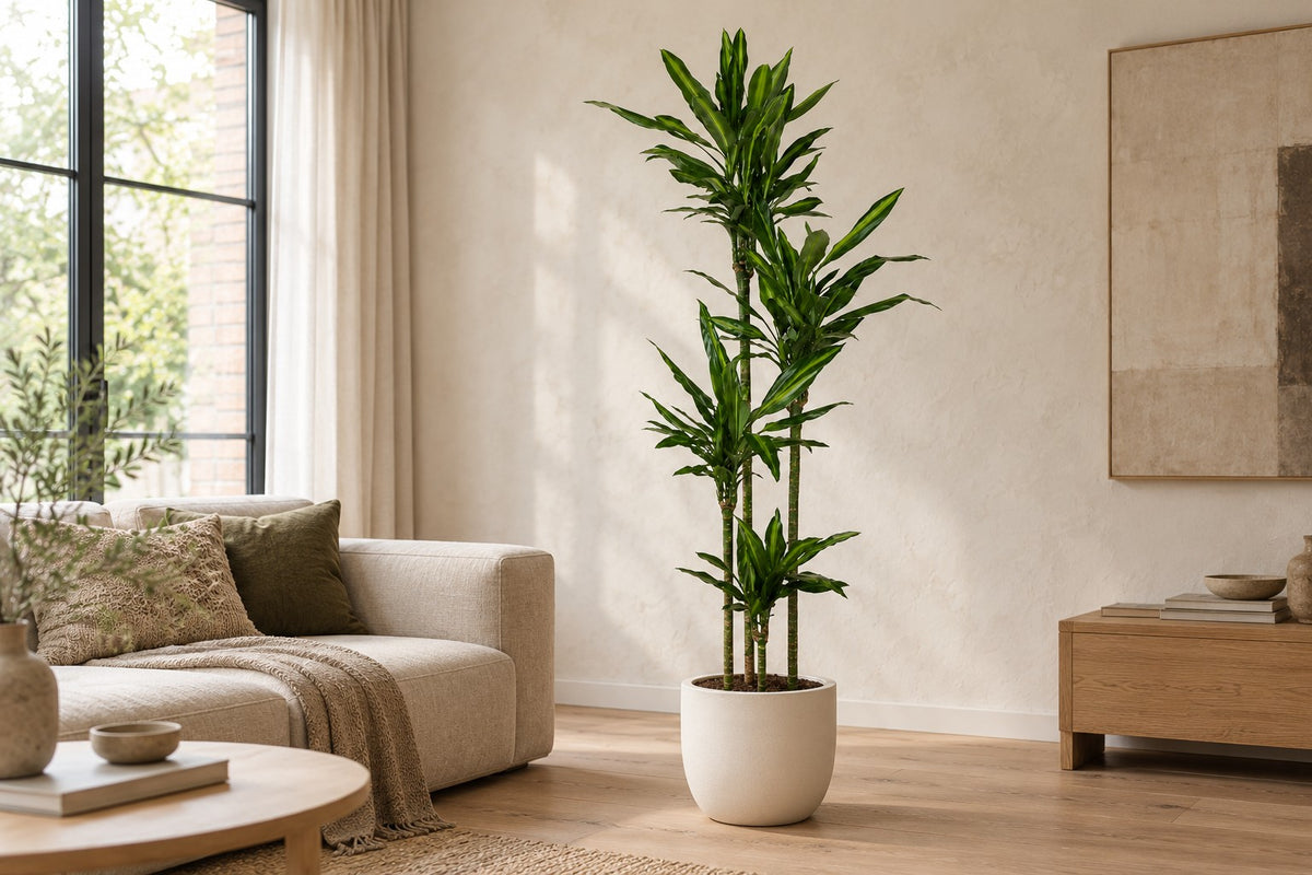 Dragetræ, 200 cm, i a white ceramic planter i en lys stue