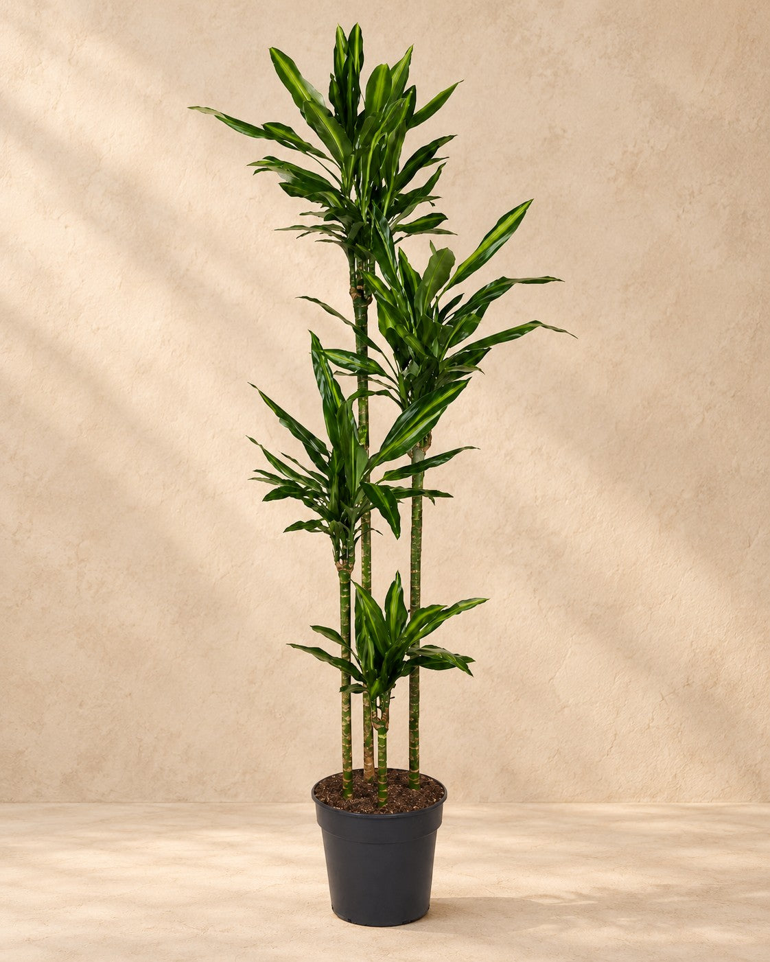 Drakenboom (Dracaena fragrans 'Cintho') van 200 cm hoog in kweekpot van 27 cm
