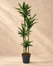 Dragetræ (Dracaena fragrans 'Cintho'), 200 cm høj i en 27 cm dyrkningspotte