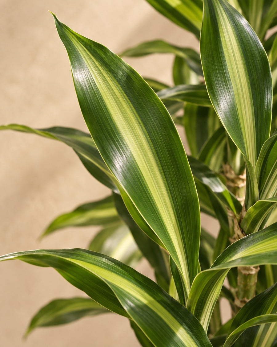 Drakenboom (Dracaena fragrans 'Cintho') vertakt 210 cm hoog, pot ø40 cm