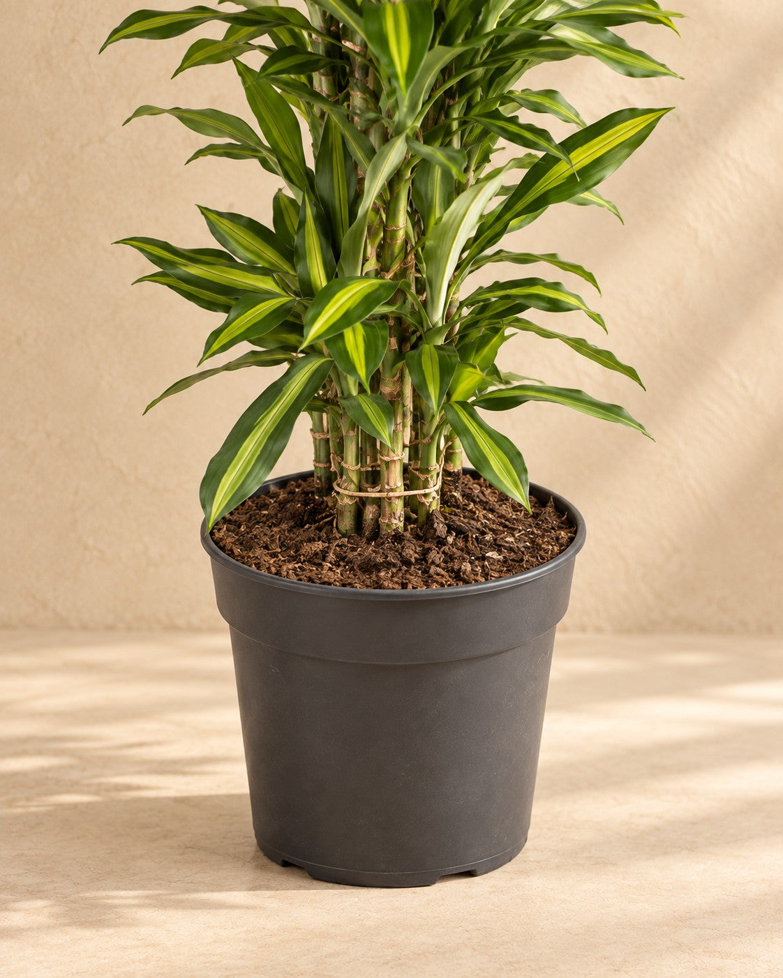 Onderste deel van de Drakenboom (Dracaena fragrans 'Cintho') met de kweekpot