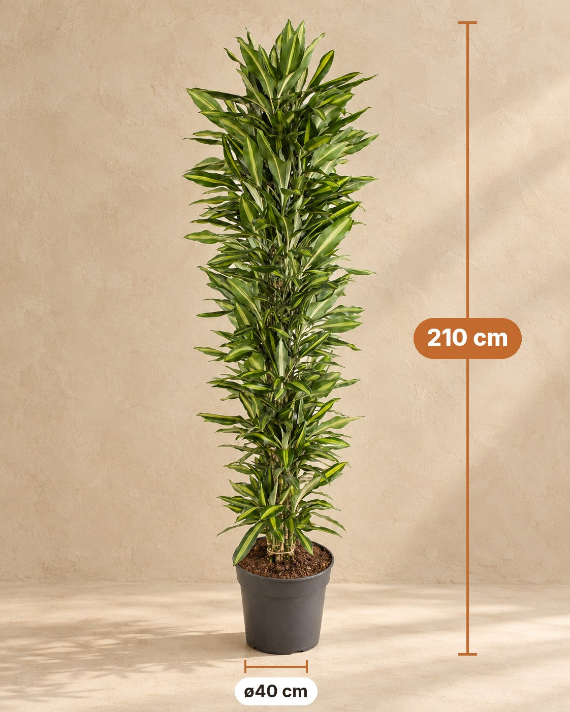 Afmetingen Drakenboom: 210 cm hoog, pot ø40 cm