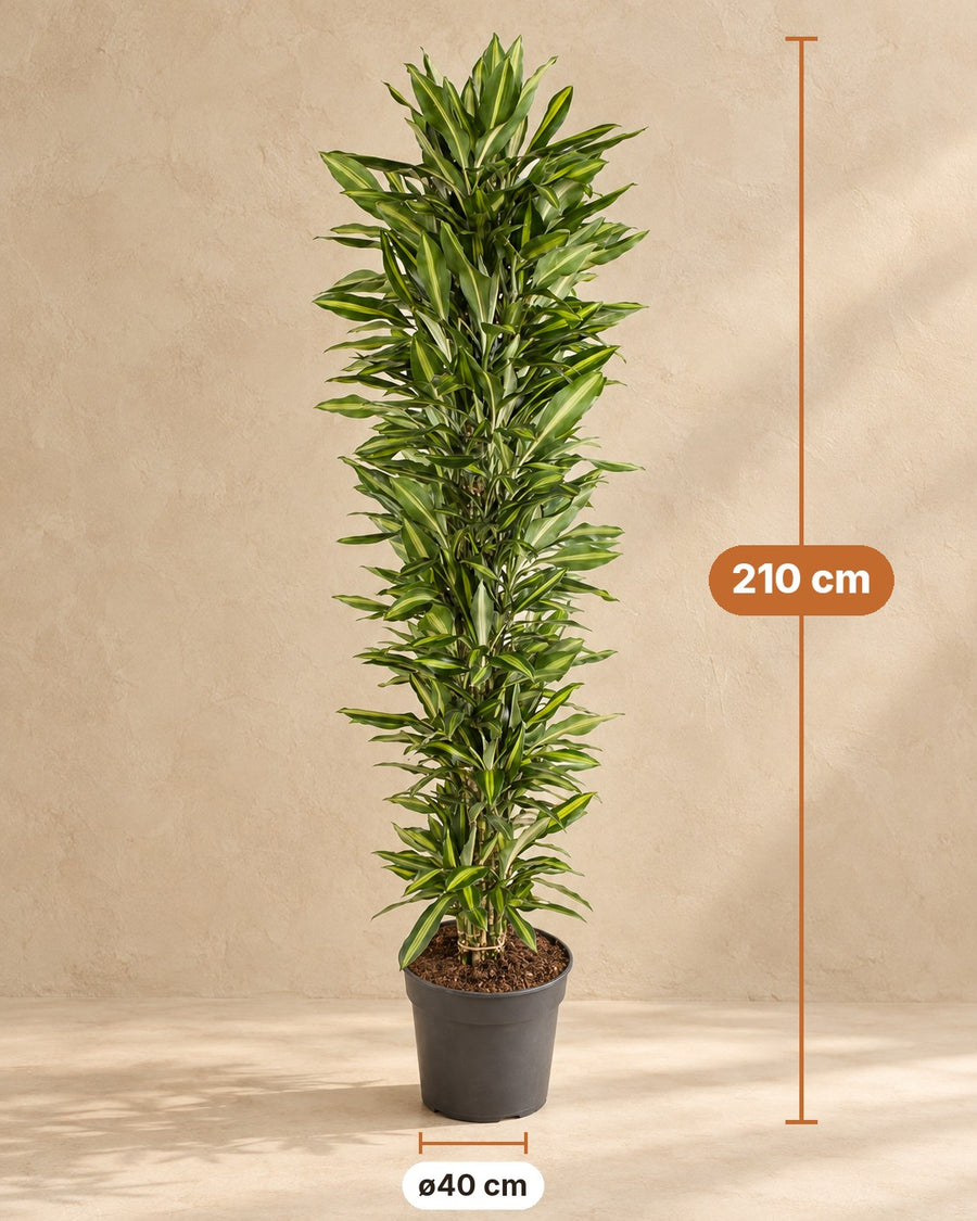 Drakenboom (Dracaena fragrans 'Cintho') vertakt 210 cm hoog, pot ø40 cm
