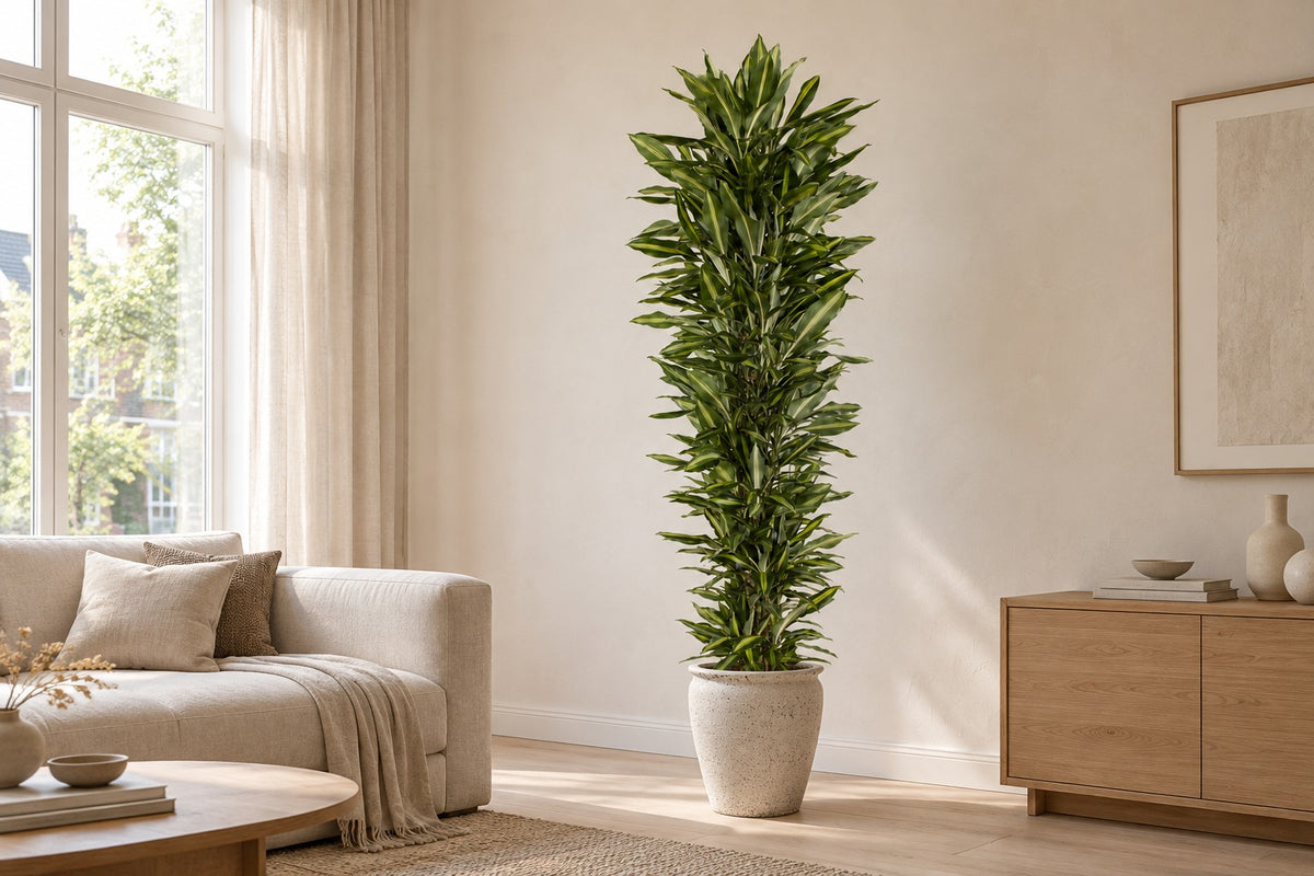 Drakenboom van 210 cm in sierpot Artemis in een lichte woonkamer