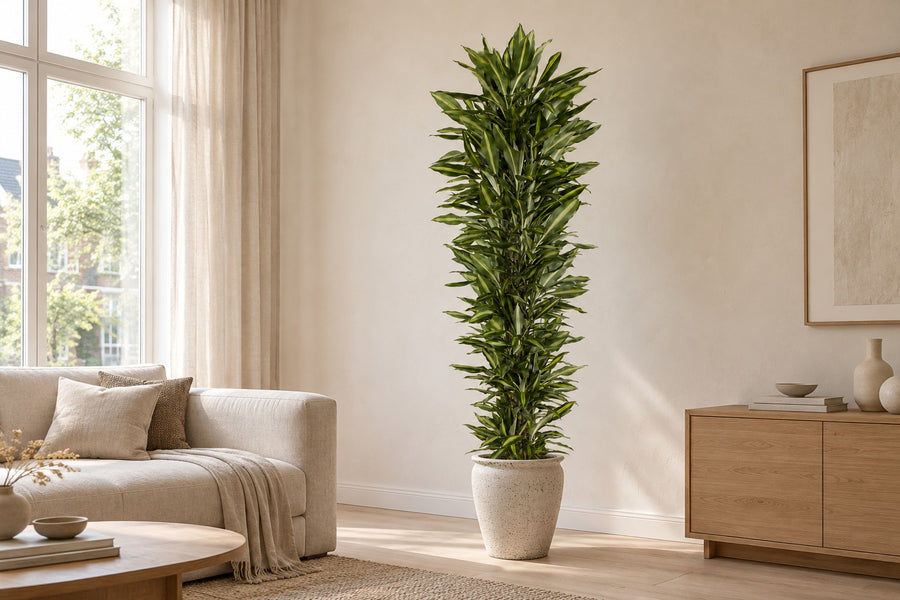 Drakenboom (Dracaena fragrans 'Cintho') vertakt 210 cm hoog, pot ø40 cm