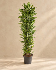 Drakenboom (Dracaena fragrans 'Cintho') van 210 cm hoog in kweekpot van 40 cm