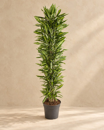 Drakenboom (Dracaena fragrans 'Cintho') vertakt 210 cm hoog, pot ø40 cm
