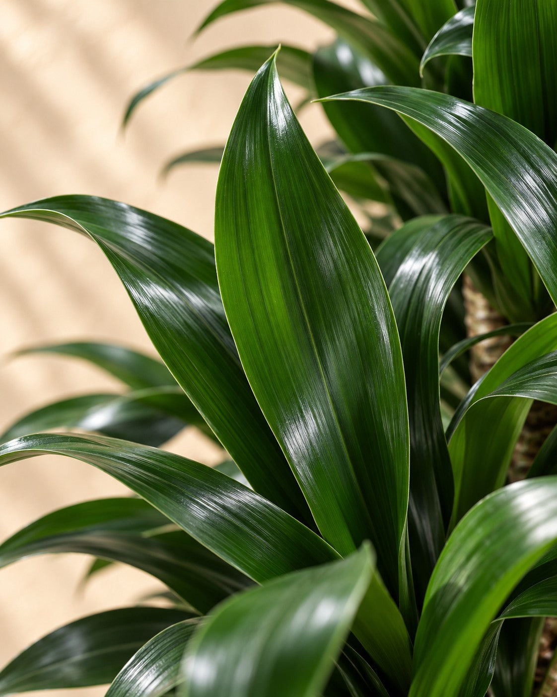 Close-up van het blad van de Drakenboom (Dracaena fragrans 'Compacta')
