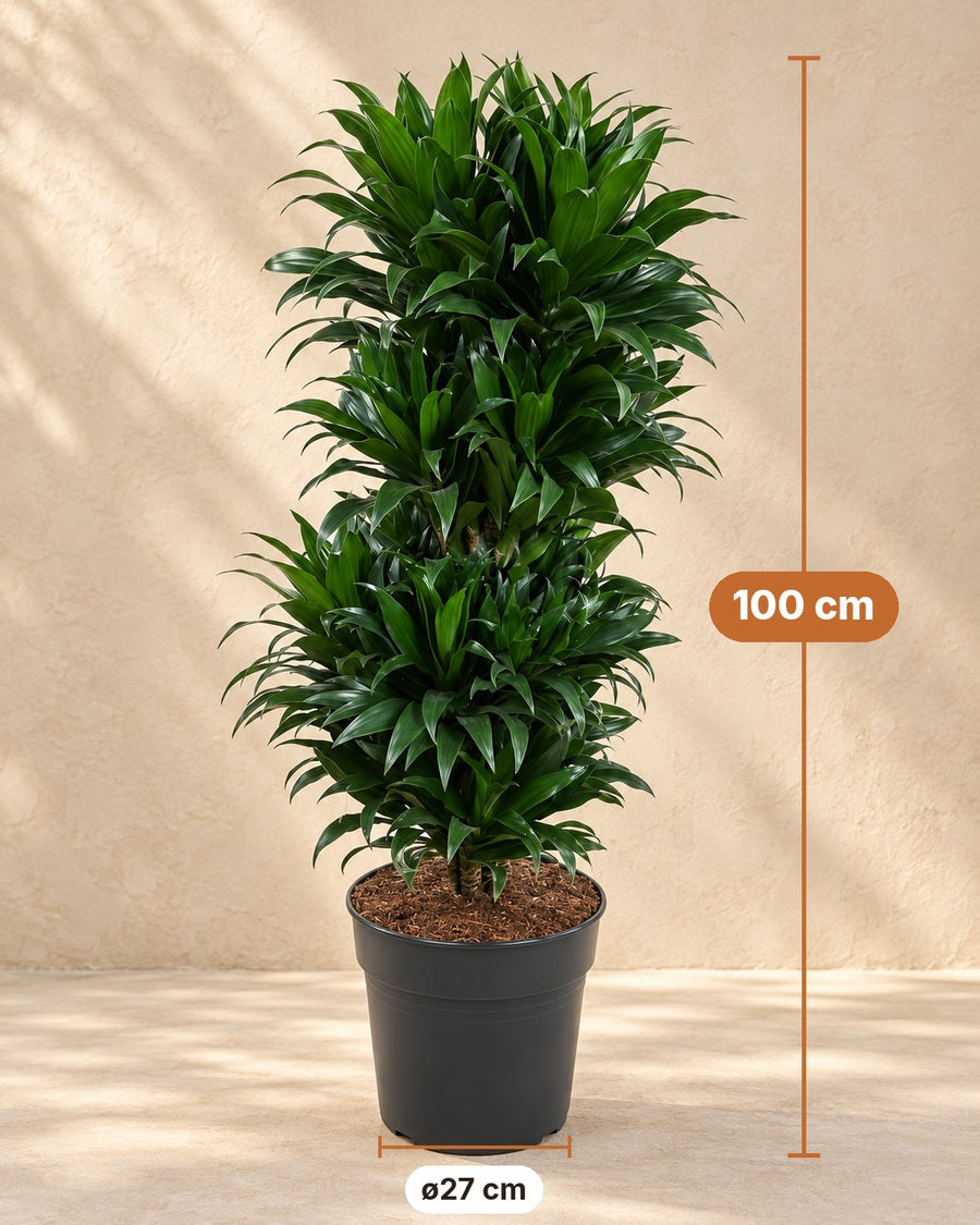 Drakenboom (Dracaena fragrans 'Compacta') vertakt 100 cm hoog, pot ø27 cm
