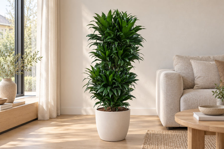 Drakenboom (Dracaena fragrans 'Compacta') vertakt 100 cm hoog, pot ø27 cm