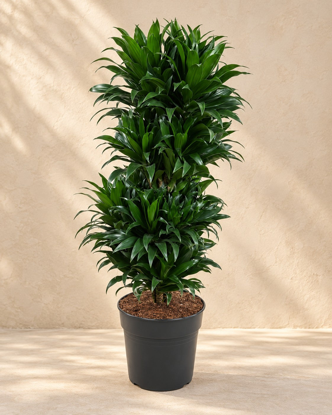 Drakenboom (Dracaena fragrans 'Compacta') van 100 cm hoog in kweekpot van 27 cm