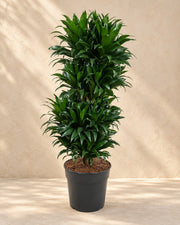 Drakenboom (Dracaena fragrans 'Compacta') van 100 cm hoog in kweekpot van 27 cm