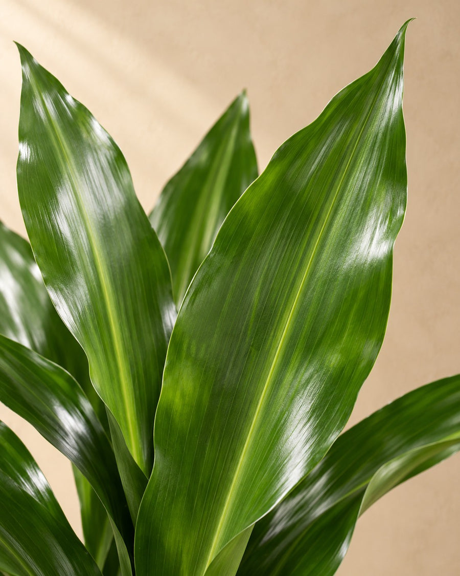 Dracena (Dracaena fragrans 'Janet Lind') 130 cm di altezza, vaso ø24 cm