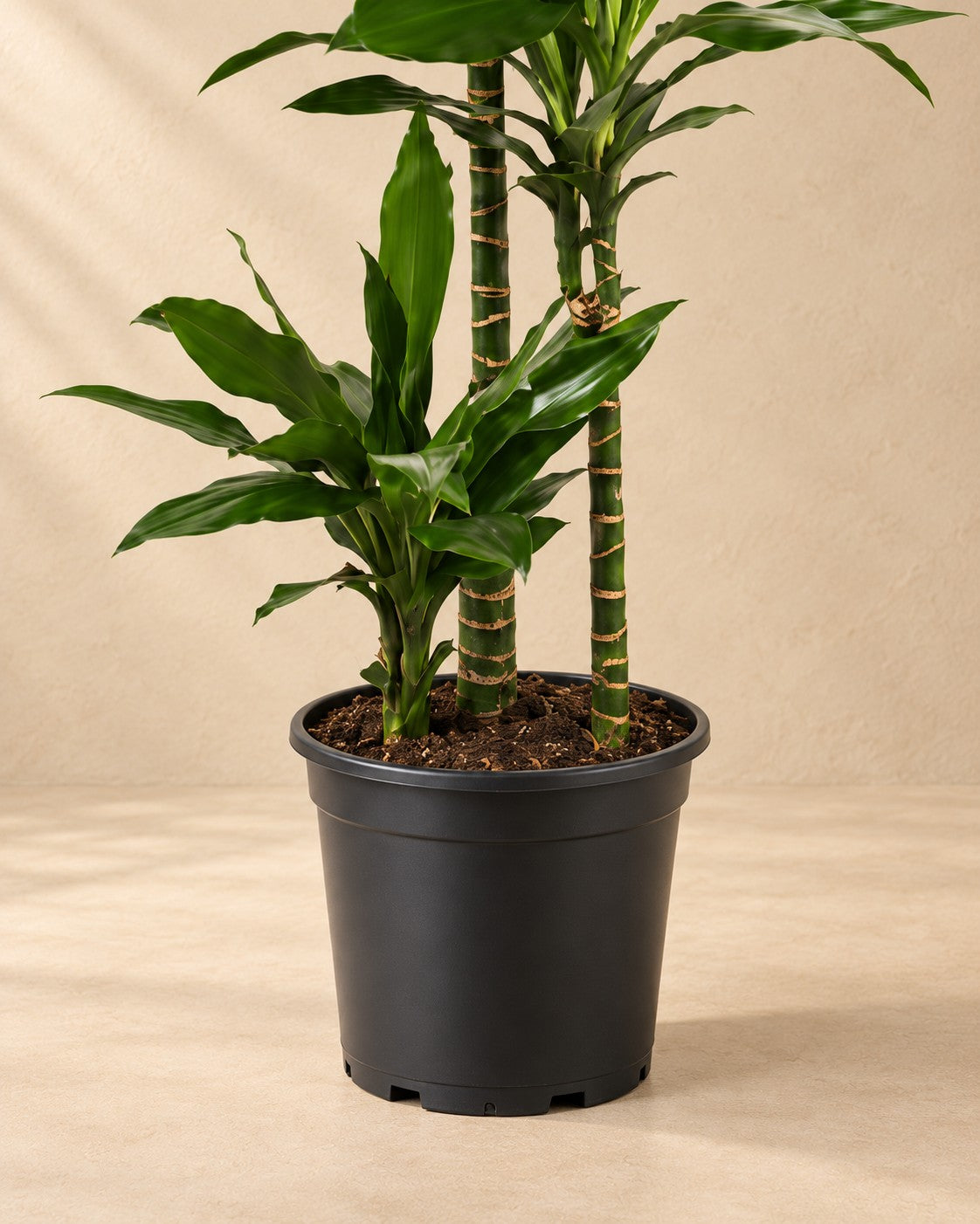 Parte bassa di Dracena (Dracaena fragrans 'Janet Lind') con il vaso di coltivazione