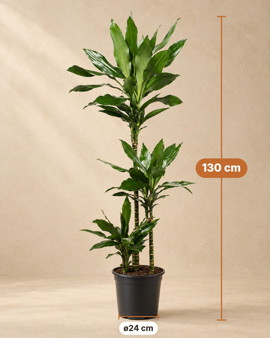 Dracena (Dracaena fragrans 'Janet Lind') 130 cm di altezza, vaso ø24 cm