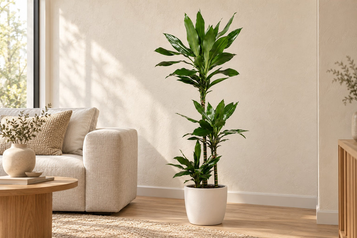 Dracena, 130 cm, in a white ceramic planter in un soggiorno luminoso
