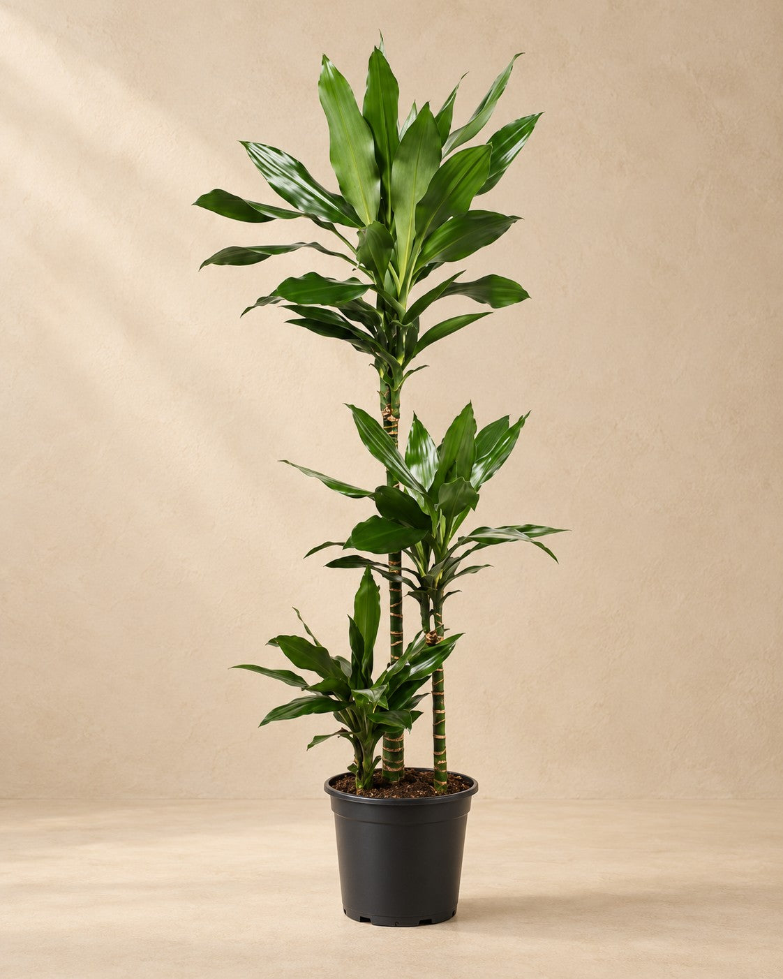 Dragetræ (Dracaena fragrans 'Janet Lind'), 130 cm høj i en 24 cm dyrkningspotte