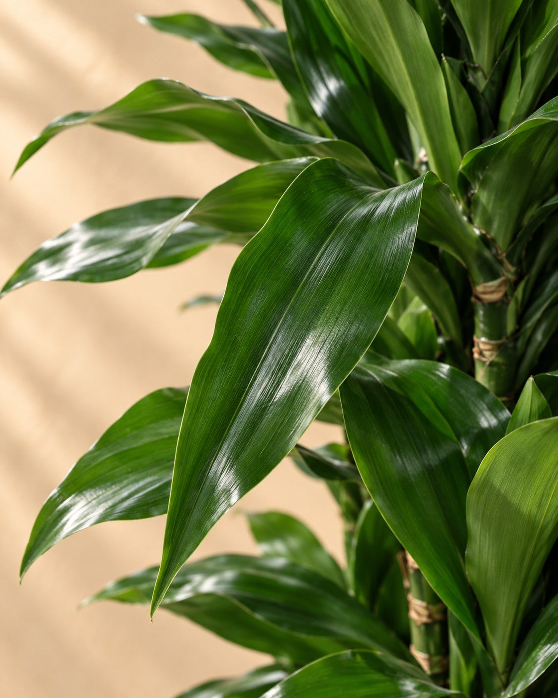 Close-up van het blad van de Drakenboom (Dracaena fragrans 'Janet Lind')