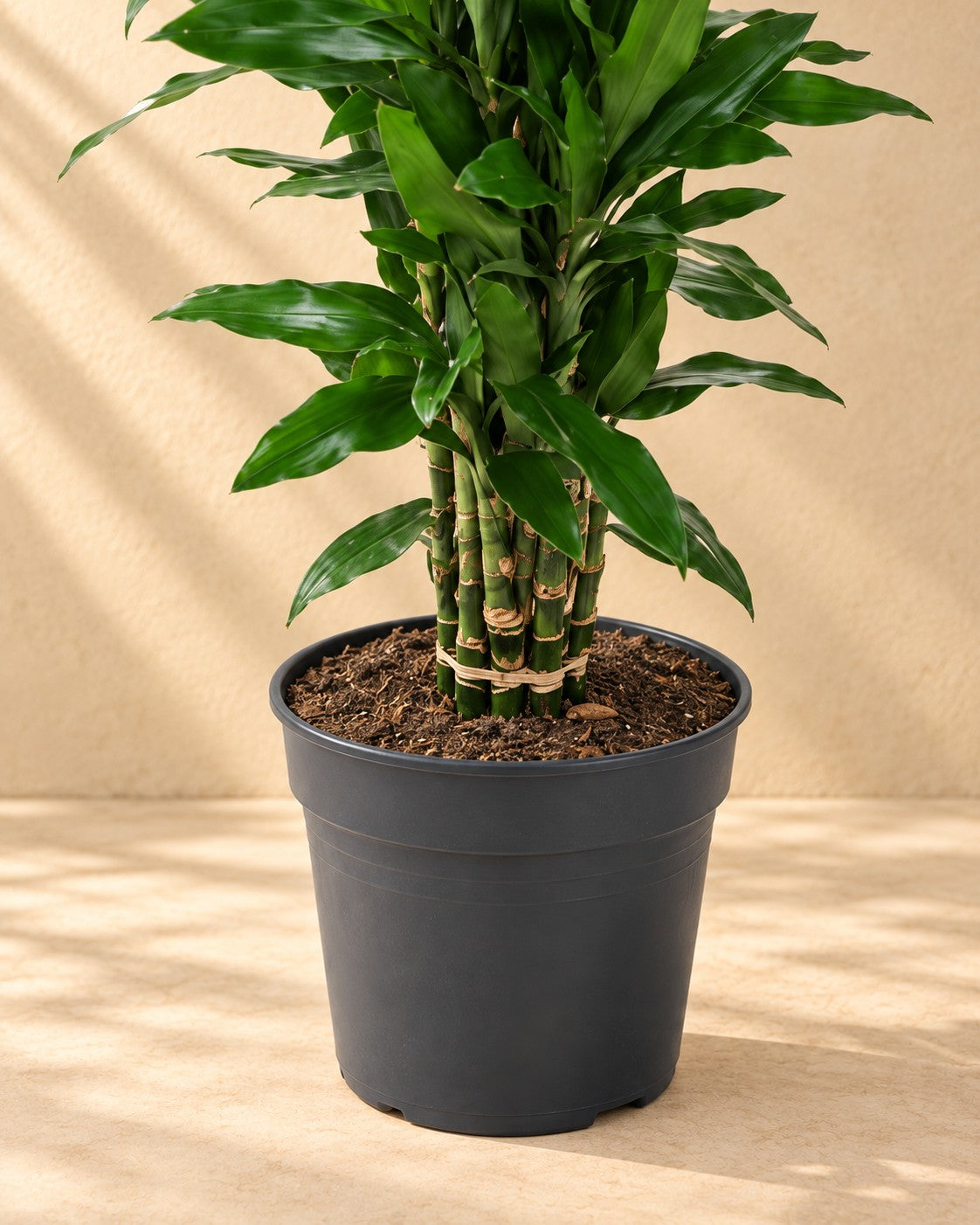 Nederste del af Dragetræ (Dracaena fragrans 'Janet Lind') med dyrkningspotten