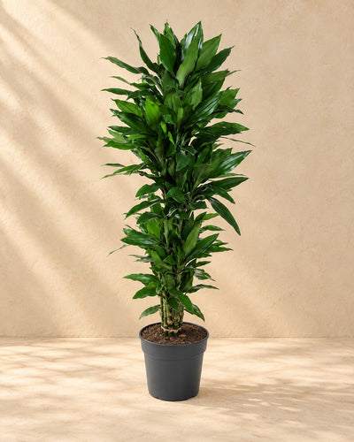 Dragetræ (Dracaena fragrans 'Janet Lind'), 140 cm høj i en 27 cm dyrkningspotte