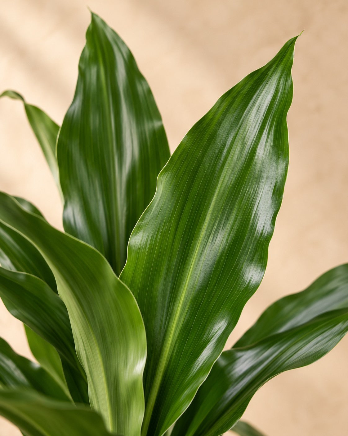 Primo piano delle foglie di Dracena (Dracaena fragrans 'Janet Lind')