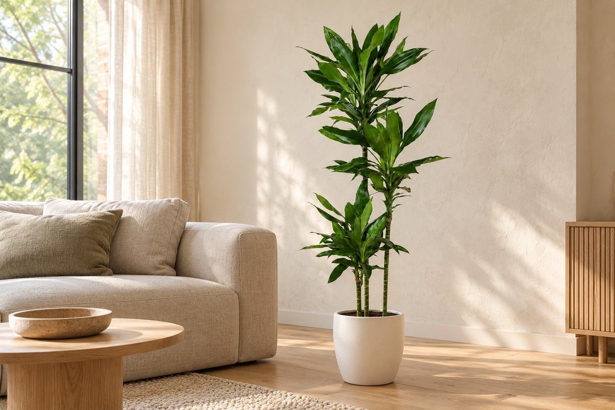 Dracena, 160 cm, in a white ceramic planter in un soggiorno luminoso