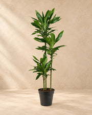 Dracena (Dracaena fragrans 'Janet Lind'), alta 160 cm in vaso di coltivazione da 24 cm