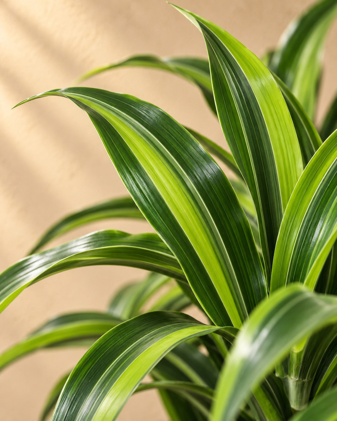 Close-up van het blad van de Drakenboom (Dracaena fragrans 'Lemon Lime')